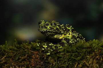 Obraz premium Vietnamese mossy frog on a mossy branch