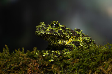 Vietnamese mossy frog on a mossy branch