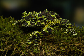 Vietnamese mossy frog on a mossy branch