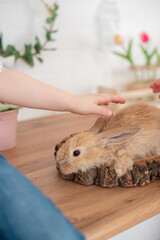 Obraz premium a child strokes a rabbit