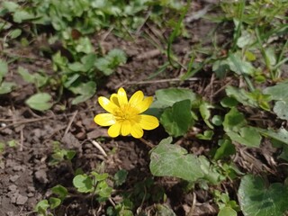 The first spring flowers in the park