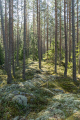 Obraz premium Sunlight morning in a natural forest of spruce and pine tree with mossy green boulders.