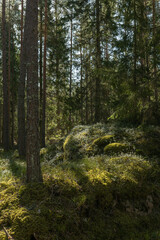 Sunlight morning in  a natural forest of spruce and pine tree with mossy green boulders.