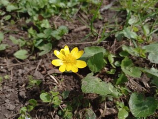 The first spring flowers in the park