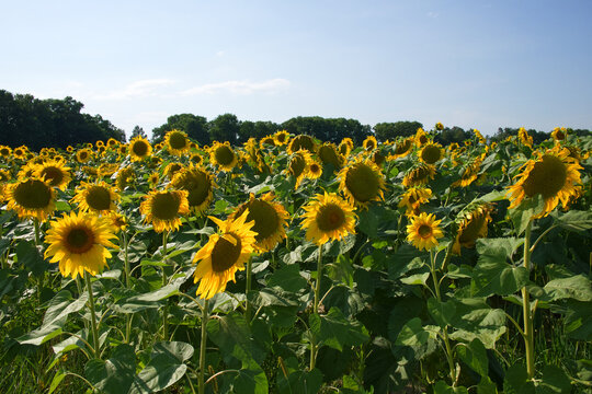 Blooming sunflowers on a farm field, landscape. Summer yellow sunflowers with green leaves in field with clear blue sky above on summer day.