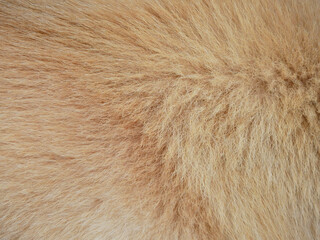 close up brown fur of dog texture
