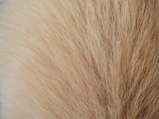 close up brown fur of dog texture