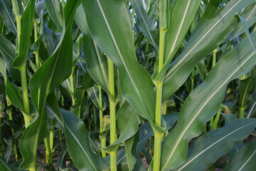 Corn plant stems, close-up. Agricultural plants in summer.