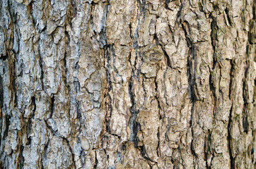 tree bark texture wood closeup