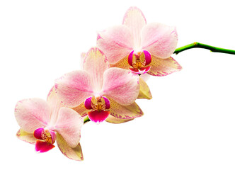 Orchid isolated on white background. 