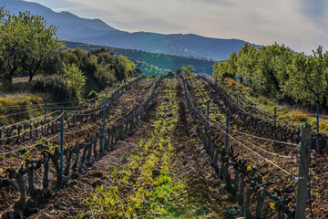 mountain vineyards in spring with the first buds on the vines.