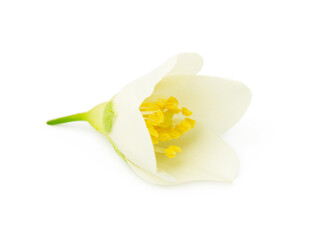 jasmine white flower isolated on white background