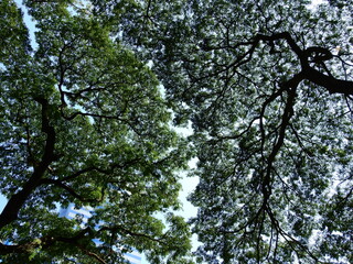 under the big tree with sunlight in the park