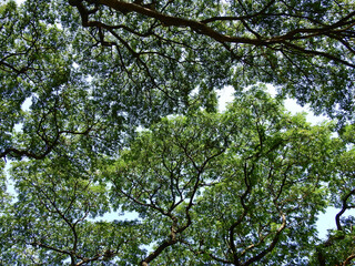 under the big tree with sunlight in the park