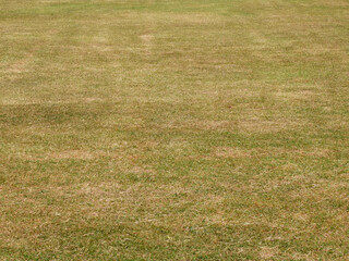 green grass and dry grass in the lawn