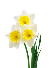 Fototapeta premium Beautiful fresh daffodils flowers, isolated on white background. 