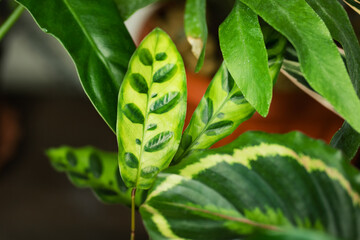 Decorations Real Calathea Leaves Composition Tropical Botanical Background. Concept Nature Ideas....