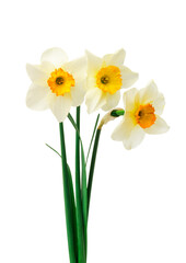 Obraz premium Beautiful fresh daffodils flowers, isolated on white background. 