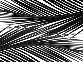 Fototapeta premium beautiful palm leaf isolated on white background