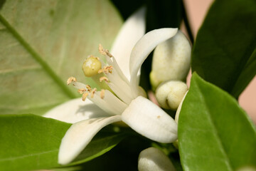 fleur de mandarinier