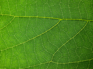 close up green leaf of Bastard teak ( Butea monosperma )