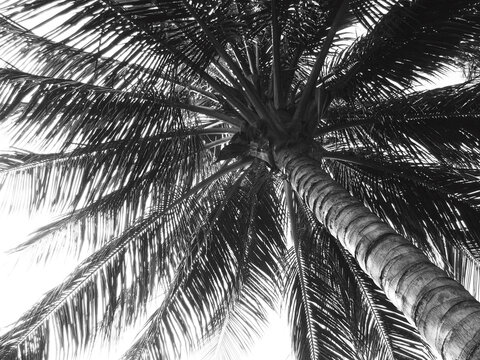 Perspective Coconut Palm Tree Silhouette