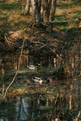 Ducks swimming in the forest pond. Birds in the peaceful nature