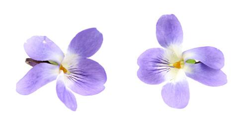 Fototapeta na wymiar violets flowers. Blue Viola Odorata isolated on white background. clipping path