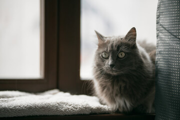 Grey cat is resting on the wooden window sill in the modern house interior. Cat is sleeping. Domestic cat living in good conditions concept