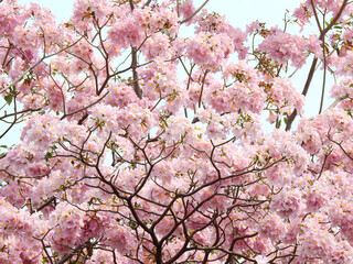 Pink trumpet tree (Tabebuia rosea), The beauty of the pink flowers that bloom seasonally in Thailand