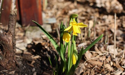 yellow crocus flowers