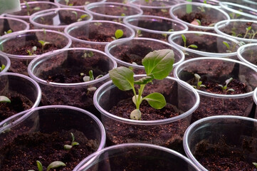 young green seedlings in plastic cups with soil.