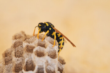 Wasp on his nest. close up paper wasp on his nest. nature background.