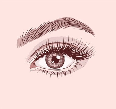 recommend clip art: Sexy luxurious eye with perfectly shaped eyebrows and full lashes. Idea for business visit card, typography vector. Perfect salon look.