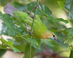 bird on a branch