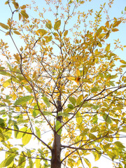 colorful spring leaf of tree with blue sky background