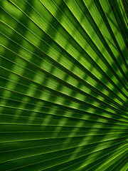 Obraz premium beautiful green palm leaves of tree in sunlight
