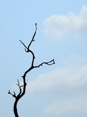 silhouette of dry tree with blue sky background