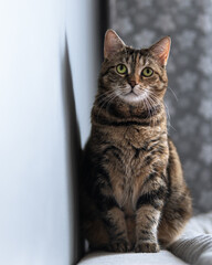 Portrait of a tabby, tortoiseshell cat