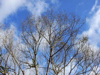 Fototapeta premium dry tree with blue sky background
