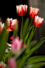 春のチューリップ