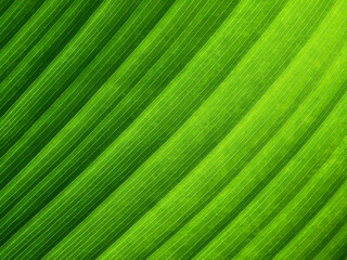 texture of green leaf with line
