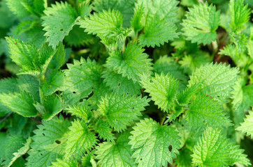 natural green leafy background young nettle leaves close up