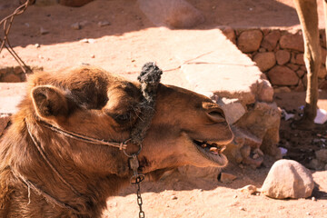 Laughing camel with funny teeth 
