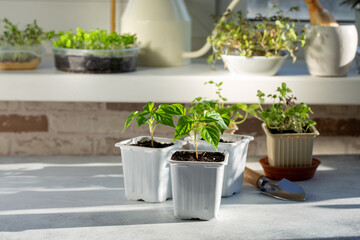 Young pepper seedlings growing in white plastic pots. Paprika sprouts near windowsill on sunny day. Spring seedlings. Gardening concept, springtime.