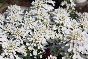 white flowers in the forest