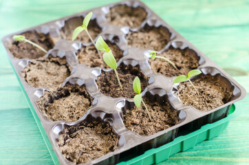 young shoots of freshly planted tomato seeds close up blurred background