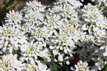 white flowers outside in the garden