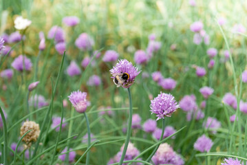 pink chives flower, bee pollination, edible herb, full frame chives plantation bright day background blur 