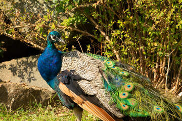 Blue peafowl (Pavo cristatus) profile of a male blue peafowl with rocks and bushes in the background